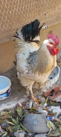 سردوك براهما 