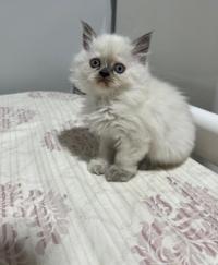 آخر-chatons-persans-بني-مراد-البليدة-الجزائر