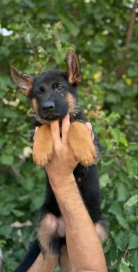 كلب-chiot-berger-allemand-pedigree-الرويبة-الجزائر