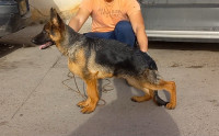 chien-chiot-berger-allemand-pedigree-male-rouiba-alger-algerie