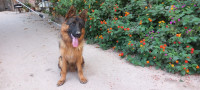 chien-berger-allemand-pedigree-male-rouiba-alger-algerie