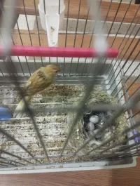 Femelle canari isabelle 7 mois