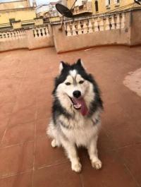 كلب-husky-female-وهران-الجزائر