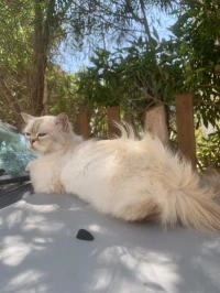 chat persan potentiel 