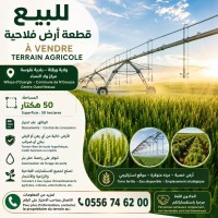 farmland-sell-ouargla-ngoussa-algeria