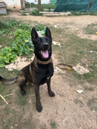 chien-malinois-charbonne-30-jours-corso-boumerdes-algerie