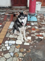 chien-husky-65-mois-birtouta-alger-algerie