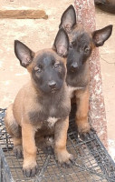 chien-chiots-belge-malinois-pure-race-freha-tizi-ouzou-algerie