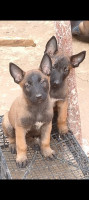 chien-chiots-belge-malinois-beni-douala-tizi-ouzou-algerie