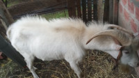 animaux-de-ferme-bouc-la-race-saanen-tizi-rached-ouzou-algerie