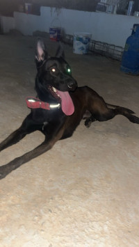 chien-male-malinois-charbonne-1ans-ouled-moussa-boumerdes-algerie