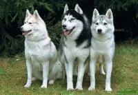 Dressage de chiens 