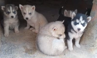 Algérie 
