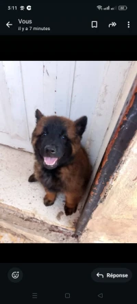 Vend chiots Berger belge