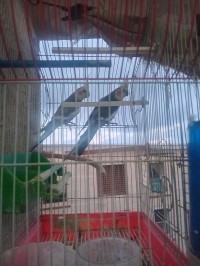 3 CALOPSITTES AVEC LEURS CAGES