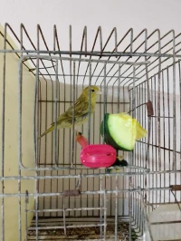 Canari Isabel