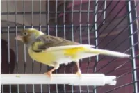 Canari