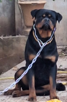 chien-rottweiler-serbie-pour-accouplement-bir-el-djir-oran-algerie