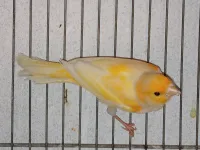 Canaris orange blanc