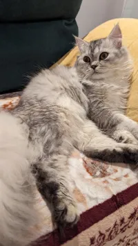 Chat scotich straight 