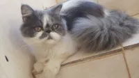Chat Persan Himalayen