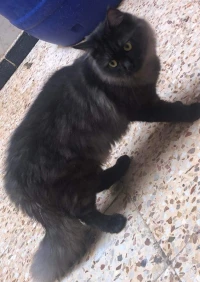 Chat persan chinchila noir