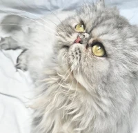 Chat persan mal pour accouplement 