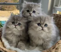 Chats persan