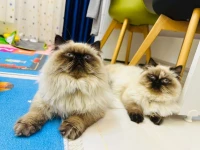 Couple persan halfpeek face 