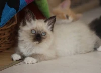 Chats persan