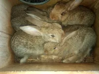 Lapin