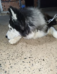 Hasky