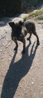 chien-cane-corso-bouzeguene-tizi-ouzou-algerie