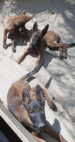 chien-malinois-khemis-el-khechna-boumerdes-algerie