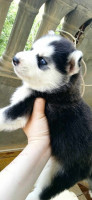 chien-husky-siberien-akbou-bejaia-algerie