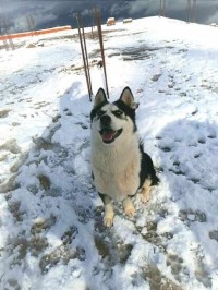 كلب-a-vendre-superbe-husky-miniature-العاشور-الجزائر