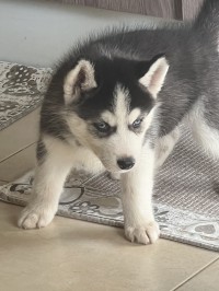 chiens-chien-husky-bir-el-djir-oran-algerie
