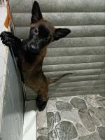 chien-a-vendre-malinois-femelle-chevalley-alger-algerie