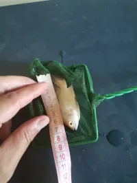 Oscar albino