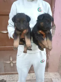 Chiot Bergé Allemand 