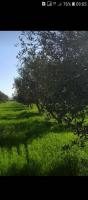 terrain-agricole-vente-oran-hassi-ben-okba-algerie