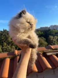Chat persan peke fece 