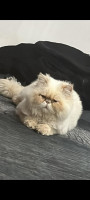 قطة-chat-persan-14-mois-vaccine-avec-carnet-عين-بنيان-الجزائر