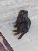 chat-scottish-fold-rouiba-alger-algerie