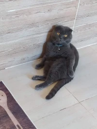 Scottish fold