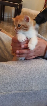 Chat persan 
