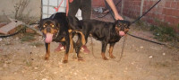 chien-belle-femelle-rottweiler-tadmait-tizi-ouzou-algerie