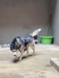 كلب-husky-seberian-8mois-البليدة-الجزائر