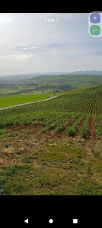 terrain-agricole-vente-laghouat-aflou-algerie