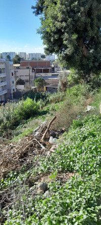 terrain-vente-alger-beni-messous-algerie